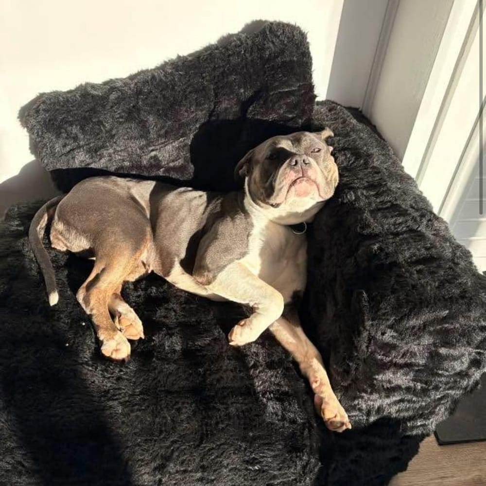 Xena – American Bulldog & Pit Bull Terrier Mix, available for adoption through GWARP
