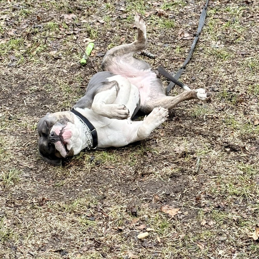 Xena – American Bulldog & Pit Bull Terrier Mix, available for adoption through GWARP