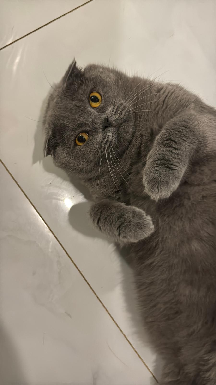 Yellow – Scottish Fold, available for adoption through GWARP