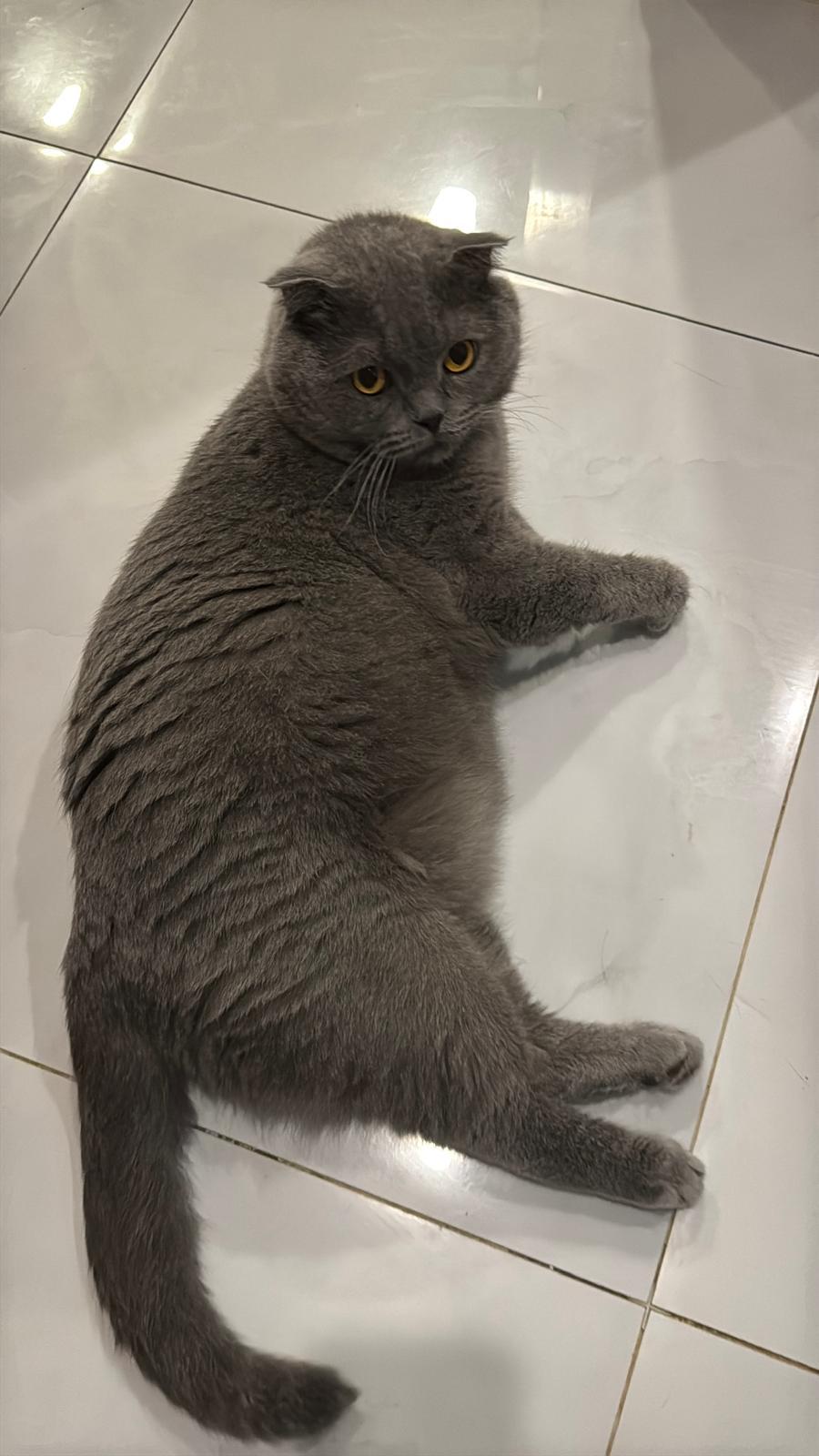 Yellow – Scottish Fold, available for adoption through GWARP