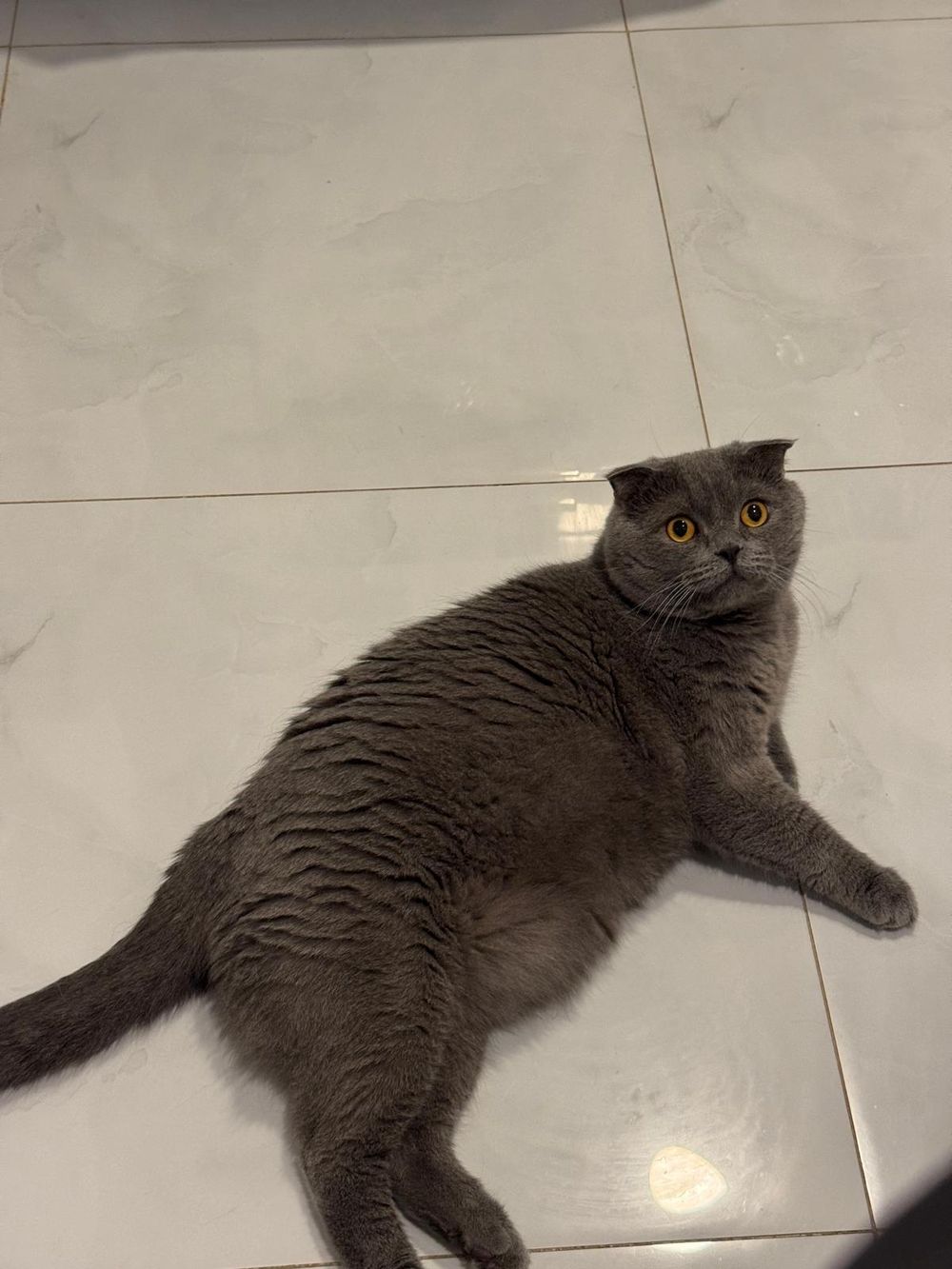 Yellow – Scottish Fold, available for adoption through GWARP