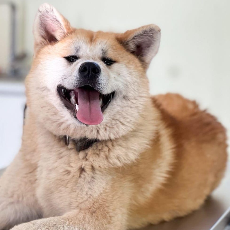Yuki – Japanese Akita & Shiba Inu Mix, available for adoption through GWARP