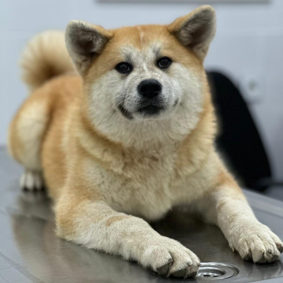 Yuki – Japanese Akita & Shiba Inu Mix, available for adoption through GWARP