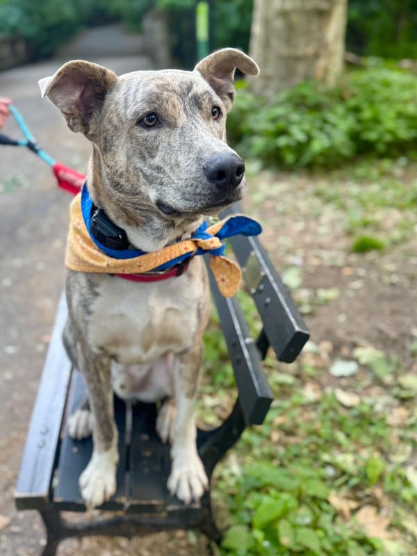 Ash – Husky & Mixed Breed Mix, available for adoption