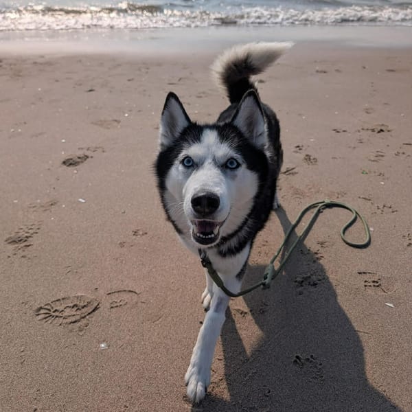 Aurora – Siberian Husky, available for adoption