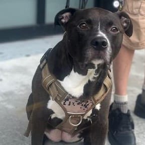 Baby JoJo – Pit Bull Terrier & Black Labrador Retriever Mix, available for adoption
