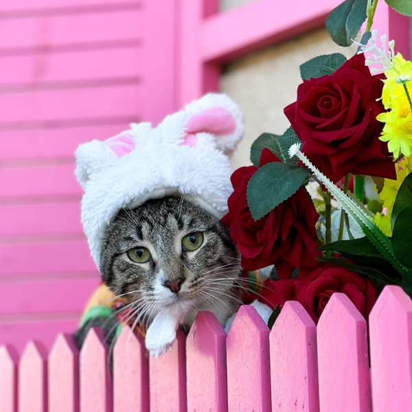 Badam – Domestic Short Hair, available for adoption