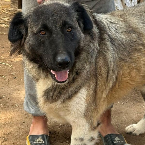 Barin – Anatolian Shepherd & Caucasian Sheepdog / Caucasian Ovtcharka Mix, adopted
