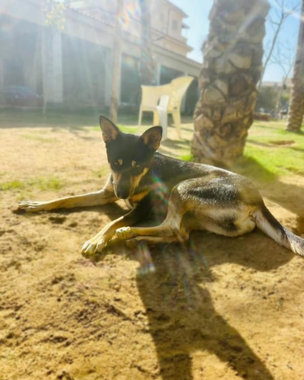 Bella – Mixed Breed, available for adoption