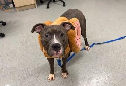 Billy – American Staffordshire Terrier, available for adoption