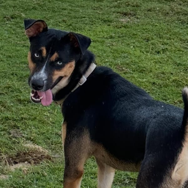 Blue – Husky, available for adoption