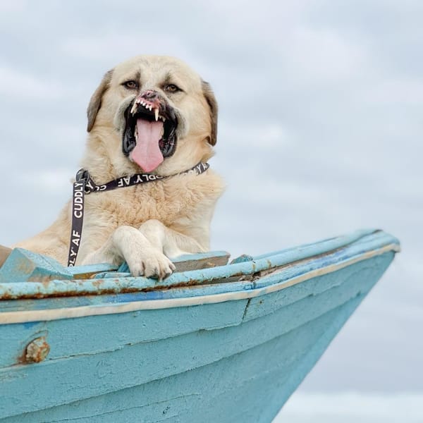 Bruno – Anatolian Shepherd & Golden Retriever Mix, adopted