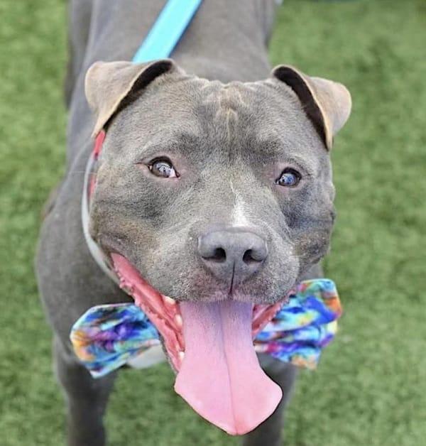 Buddy – American Staffordshire Terrier, available for adoption