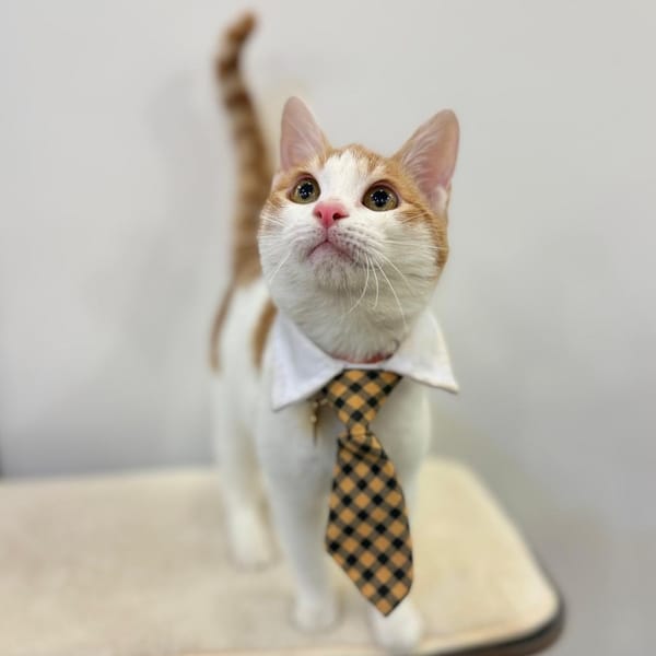 Bugsy – Domestic Short Hair, available for adoption