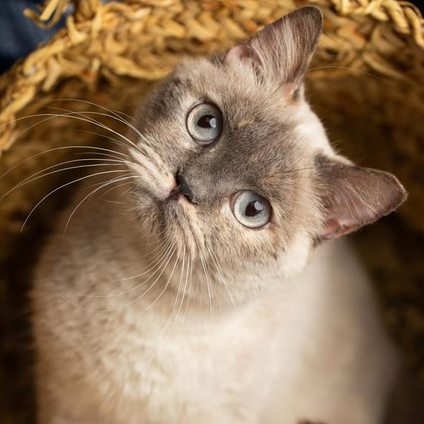 Chloe – Siamese, available for adoption
