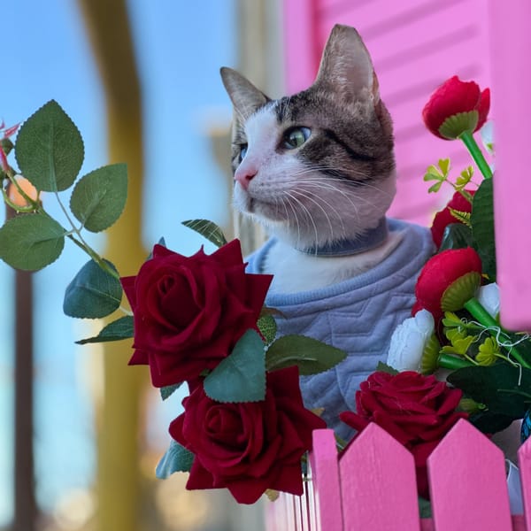 Cone – Domestic Short Hair, available for adoption