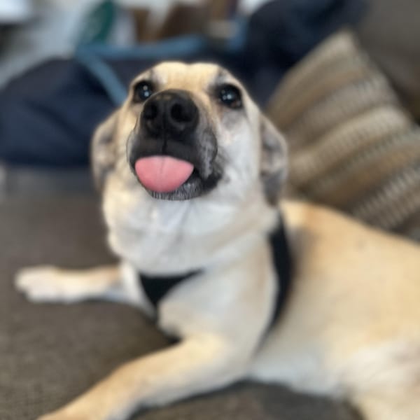 Crystal – Mixed Breed, available for adoption