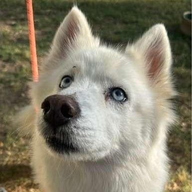 Dinar – Siberian Husky, adopted