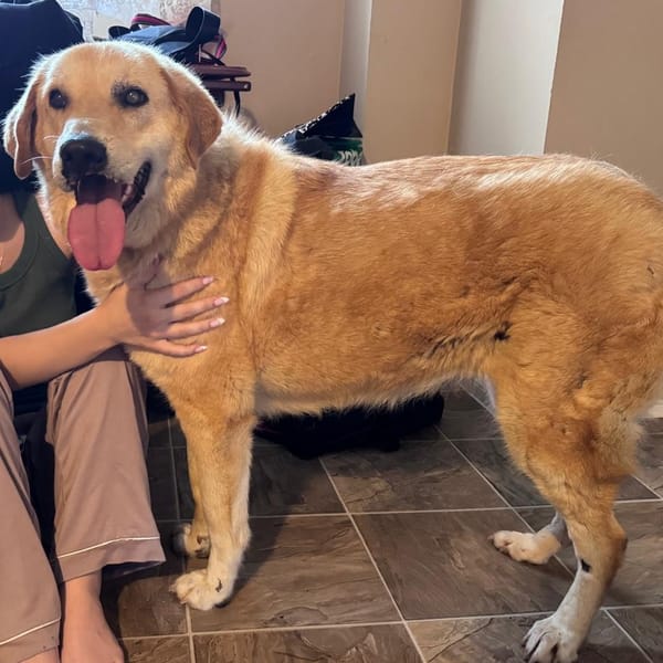 Goldie – Canaan Dog, available for adoption