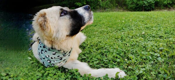 Hugo – Anatolian Shepherd, available for adoption