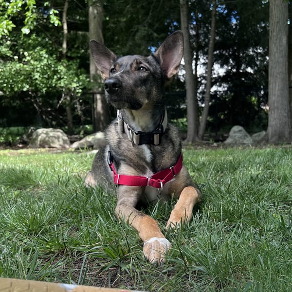 Kobe – Belgian Shepherd / Malinois & German Shepherd Dog Mix, available for adoption