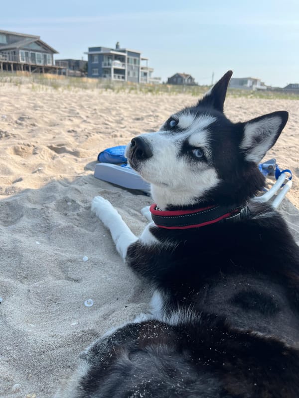 Lucy – Husky, available for adoption