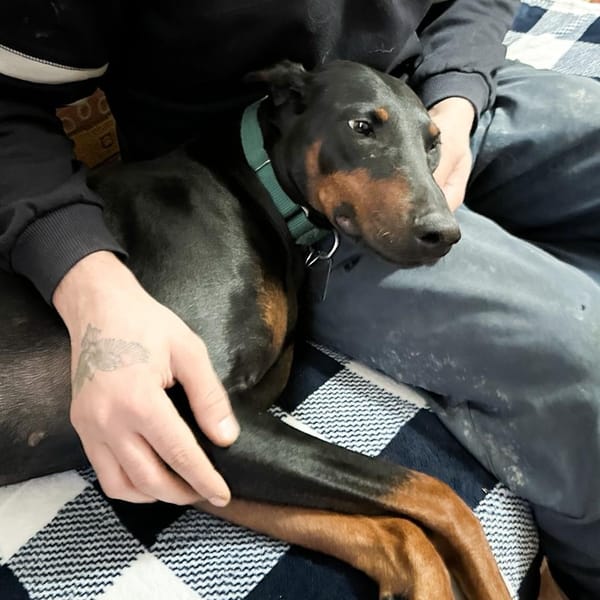 Mamba – Doberman Pinscher, available for adoption