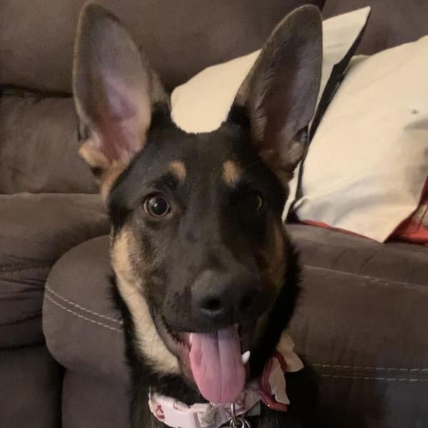 Mavis – German Shepherd Dog, available for adoption