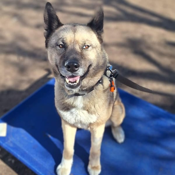Max – Akita & Siberian Husky Mix, available for adoption