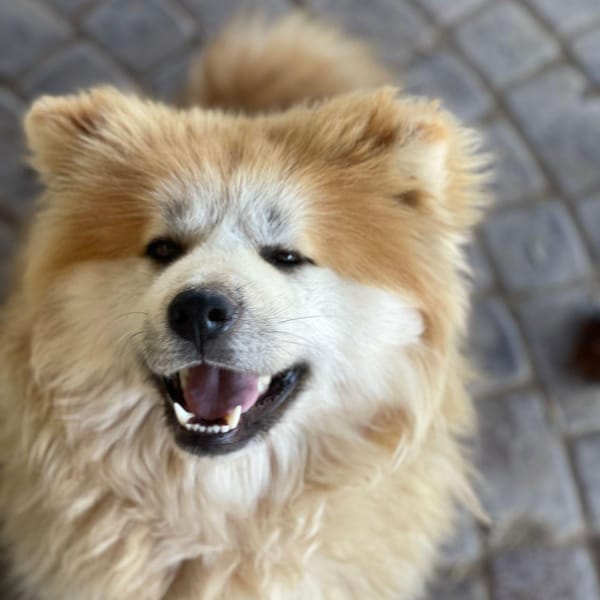 Mika – Japanese Akita, available for adoption