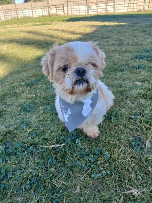 Miracle – Shih Tzu, available for adoption