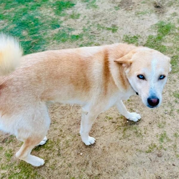 Misha – Husky, available for adoption