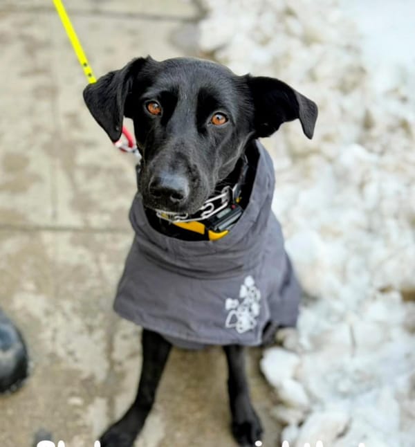Moon – Labrador Retriever & Saluki Mix, available for adoption