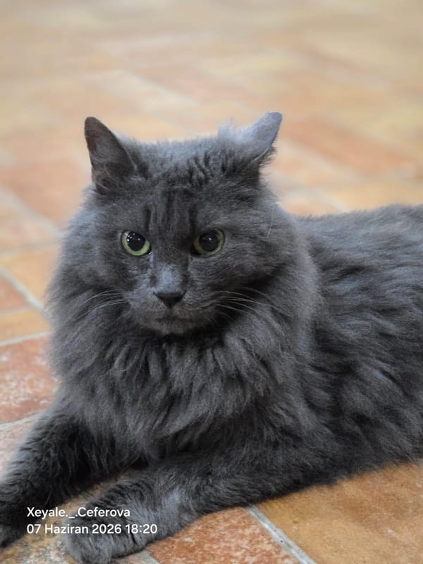 Nayla – British Longhair, available for adoption