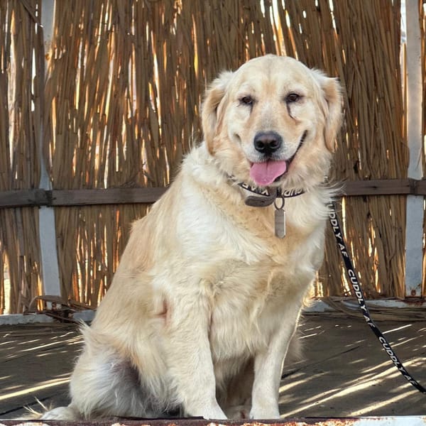 Nice – Golden Retriever, available for adoption
