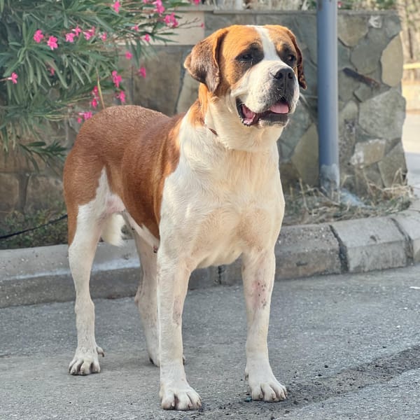 Nike – Caucasian Sheepdog / Caucasian Ovtcharka & Saint Bernard Mix, available for adoption