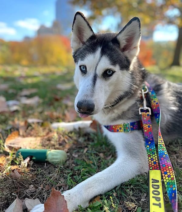 Omaha – Siberian Husky, available for adoption