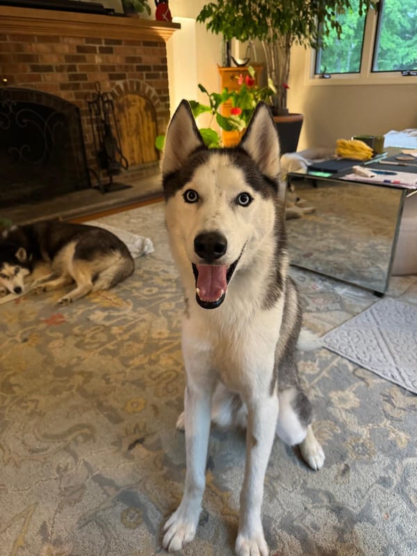 Oscar – Husky, available for adoption