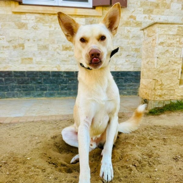 Pinky – Pharaoh Hound, available for adoption