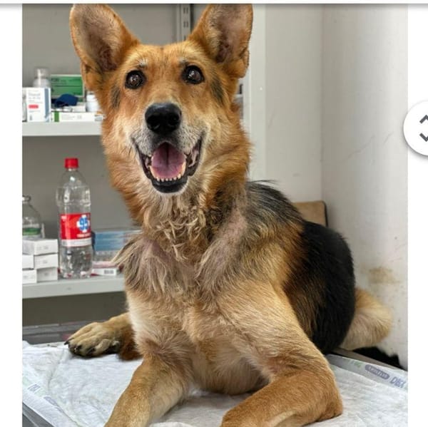 Pola – German Shepherd Dog, available for adoption