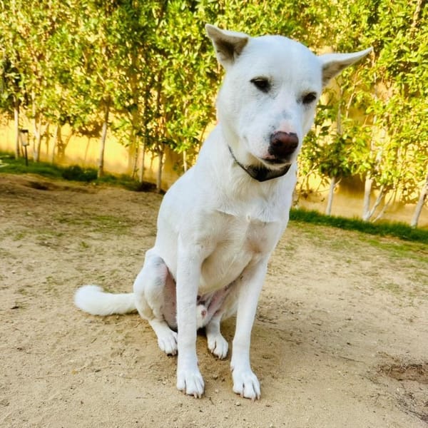 Pondoke – Shepherd, available for adoption