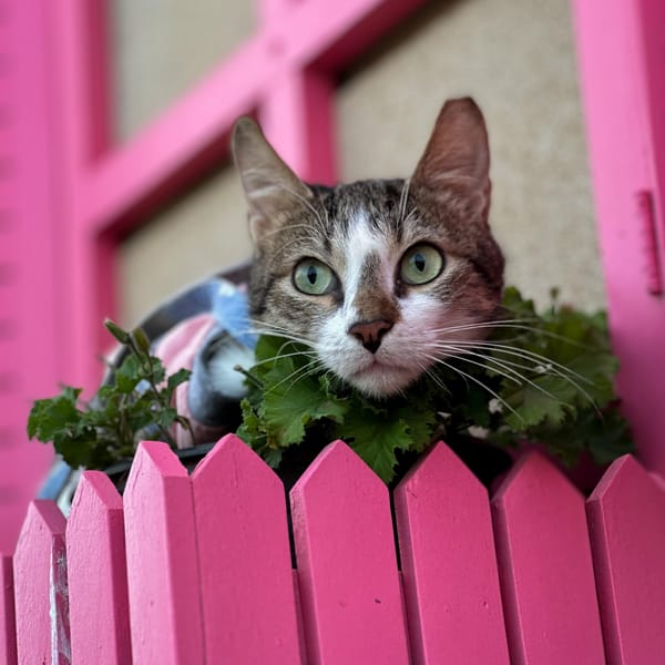 Roshka – Domestic Short Hair, available for adoption
