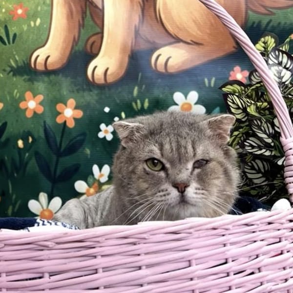 Rue – Scottish Fold, available for adoption