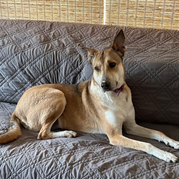 Shiloh – Shepherd & Canaan Dog Mix, available for adoption