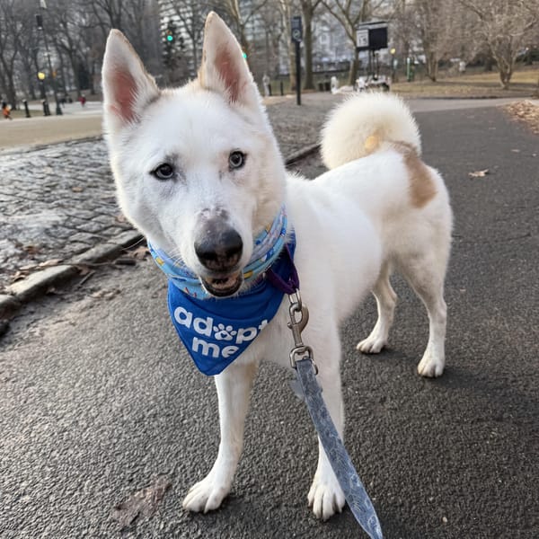 Snow – Siberian Husky, adopted