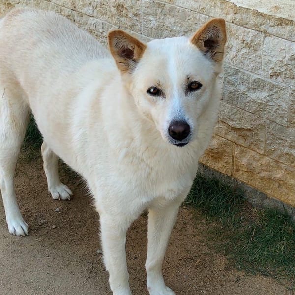 Sugar – Husky, available for adoption
