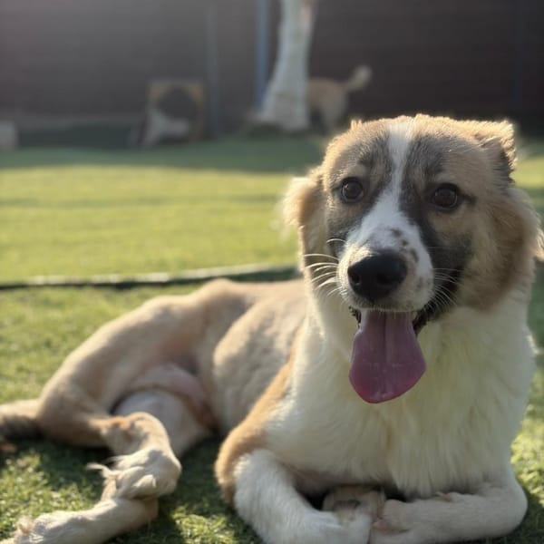 Taj – Canaan Dog, available for adoption