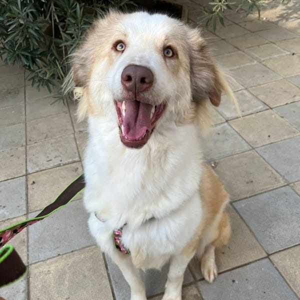 Tutu – Canaan Dog, available for adoption