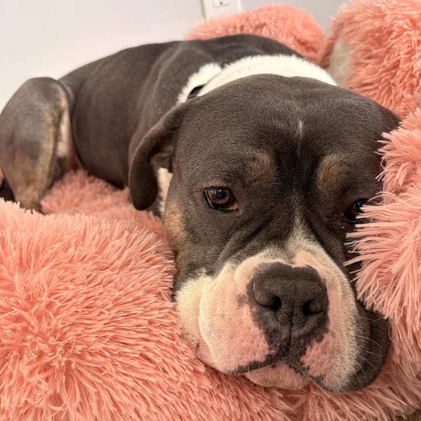 Xena – American Bulldog & Pit Bull Terrier Mix, adopted