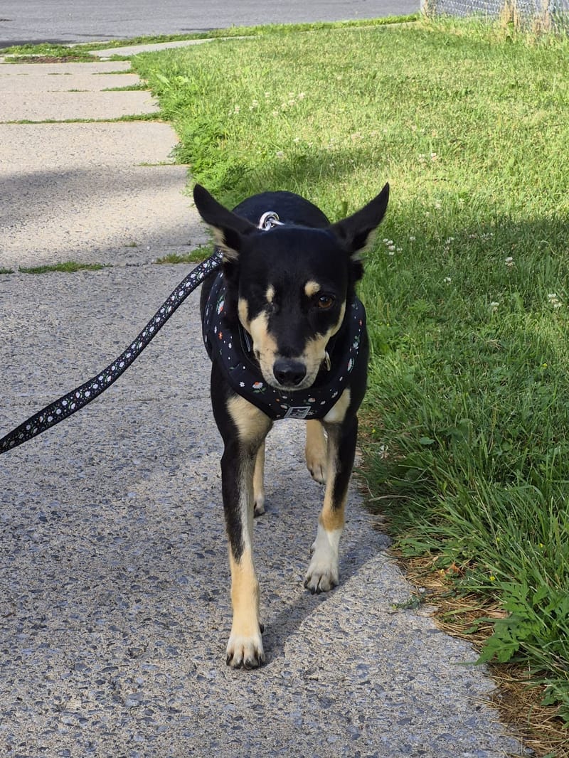 Stella and Tasha Are in Canada!